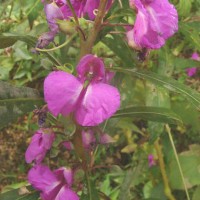 Impatiens balsamina L.